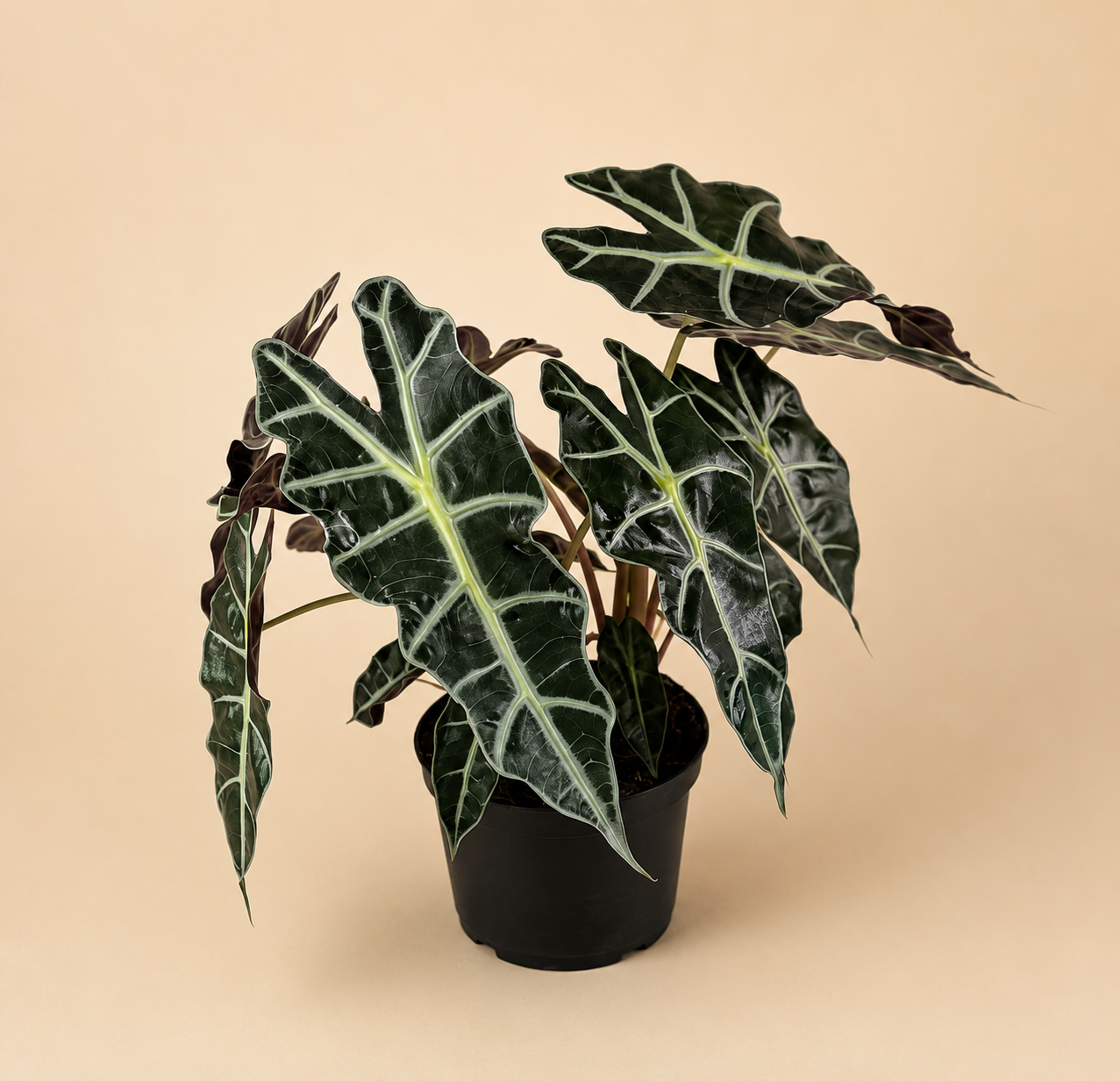 Alocasia Polly “African Mask”