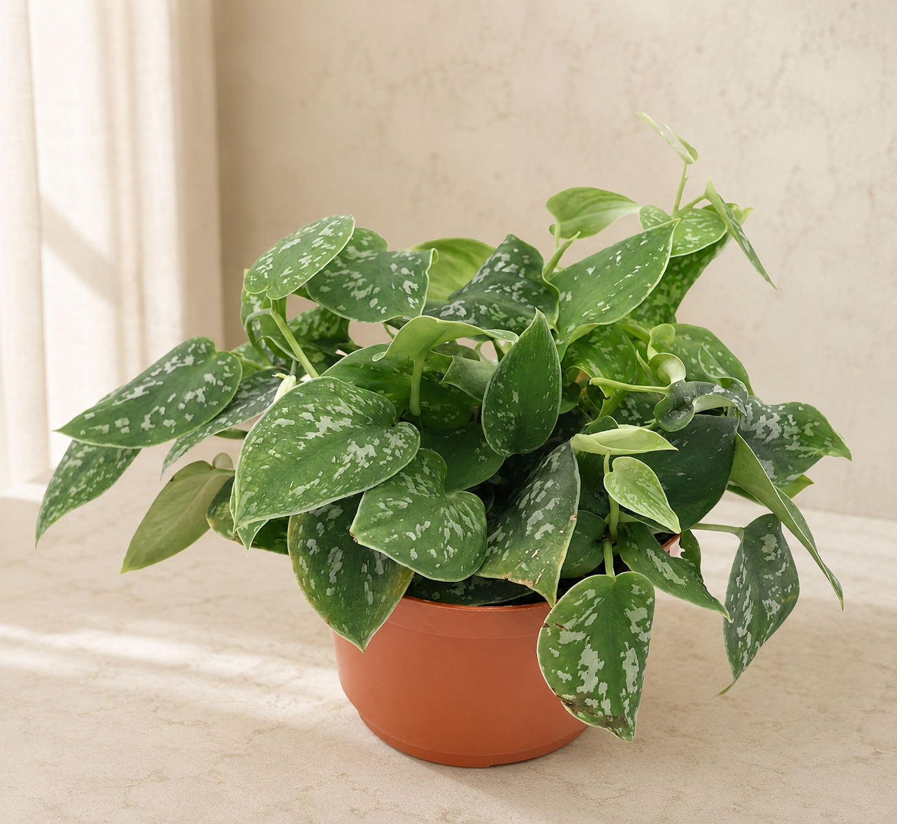 Satin Pothos Scindapsus Pictus Argyraeus - 6''