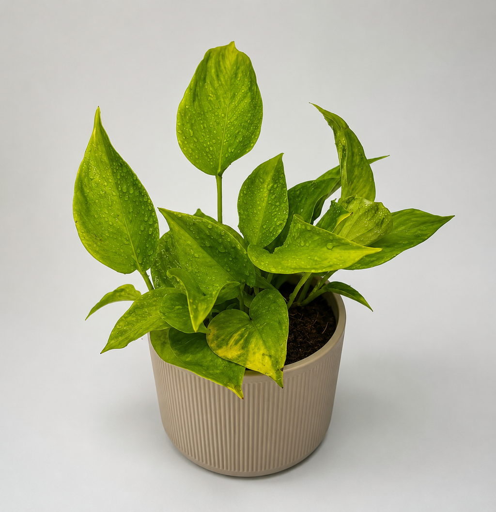 Sao Paulo Pothos 6 inch