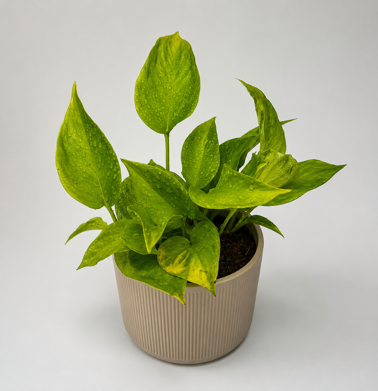 Sao Paulo Pothos 6 inch