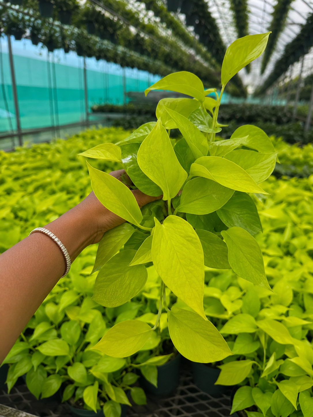 Neon Pothos (Epipremnum Aureum)
