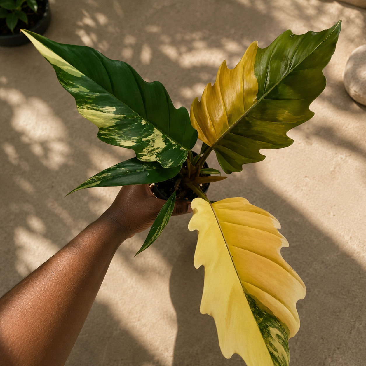 Philodendron Caramel Marble 4 inch pot