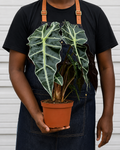Alocasia Polly “African Mask”