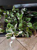Hoya Carnosa 6 inch Auction