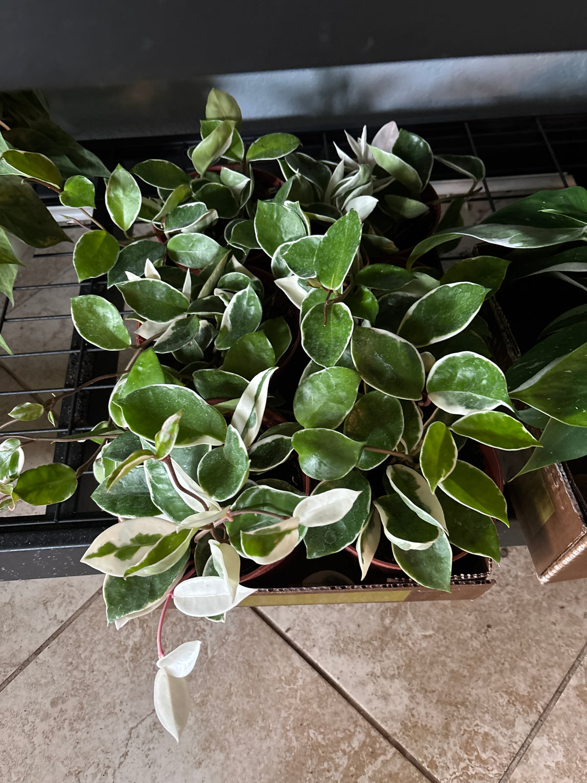 Hoya Carnosa 6 inch Auction