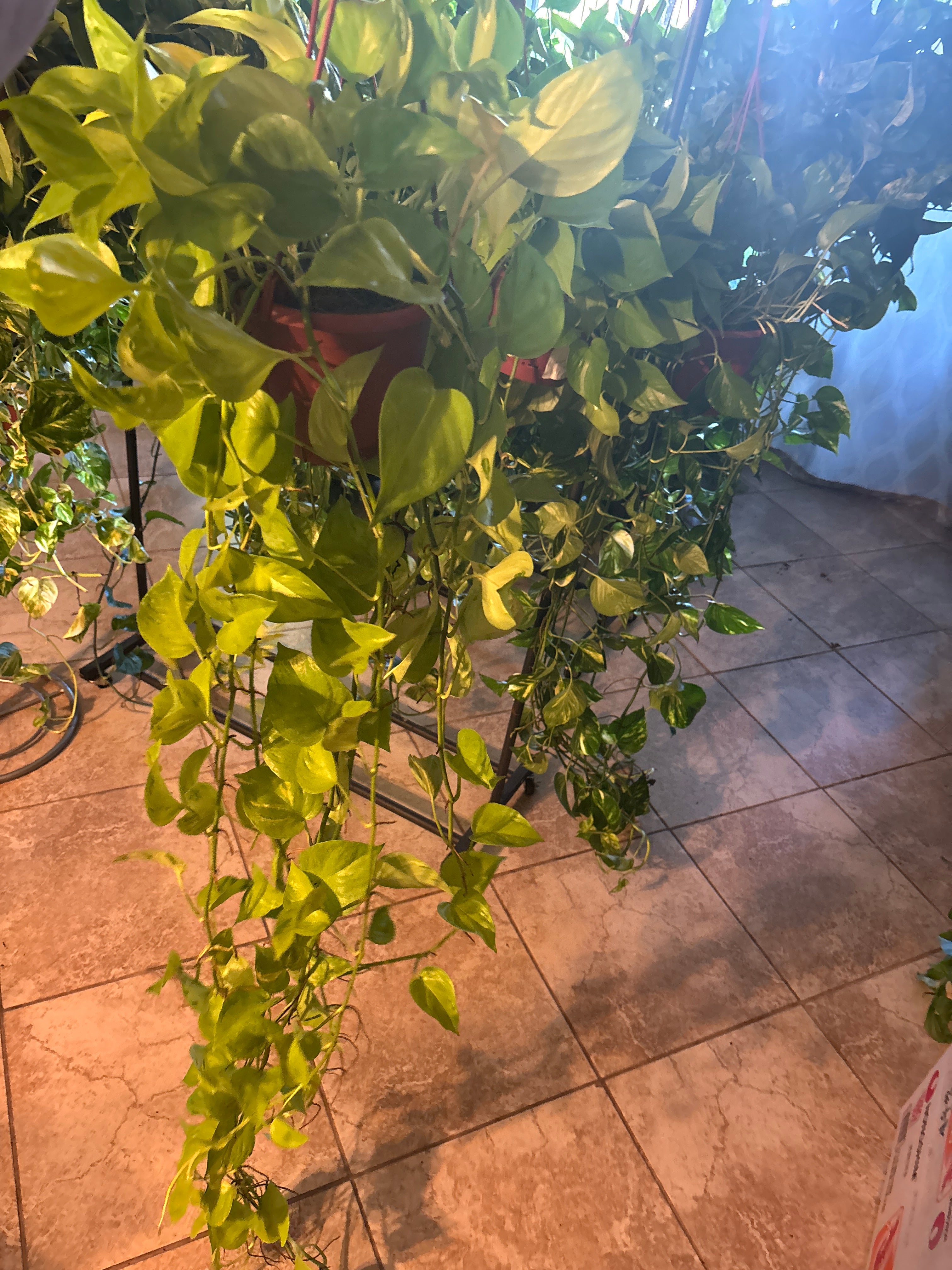 Sao Paulo Pothos Hanging Basket Auction 6 inch