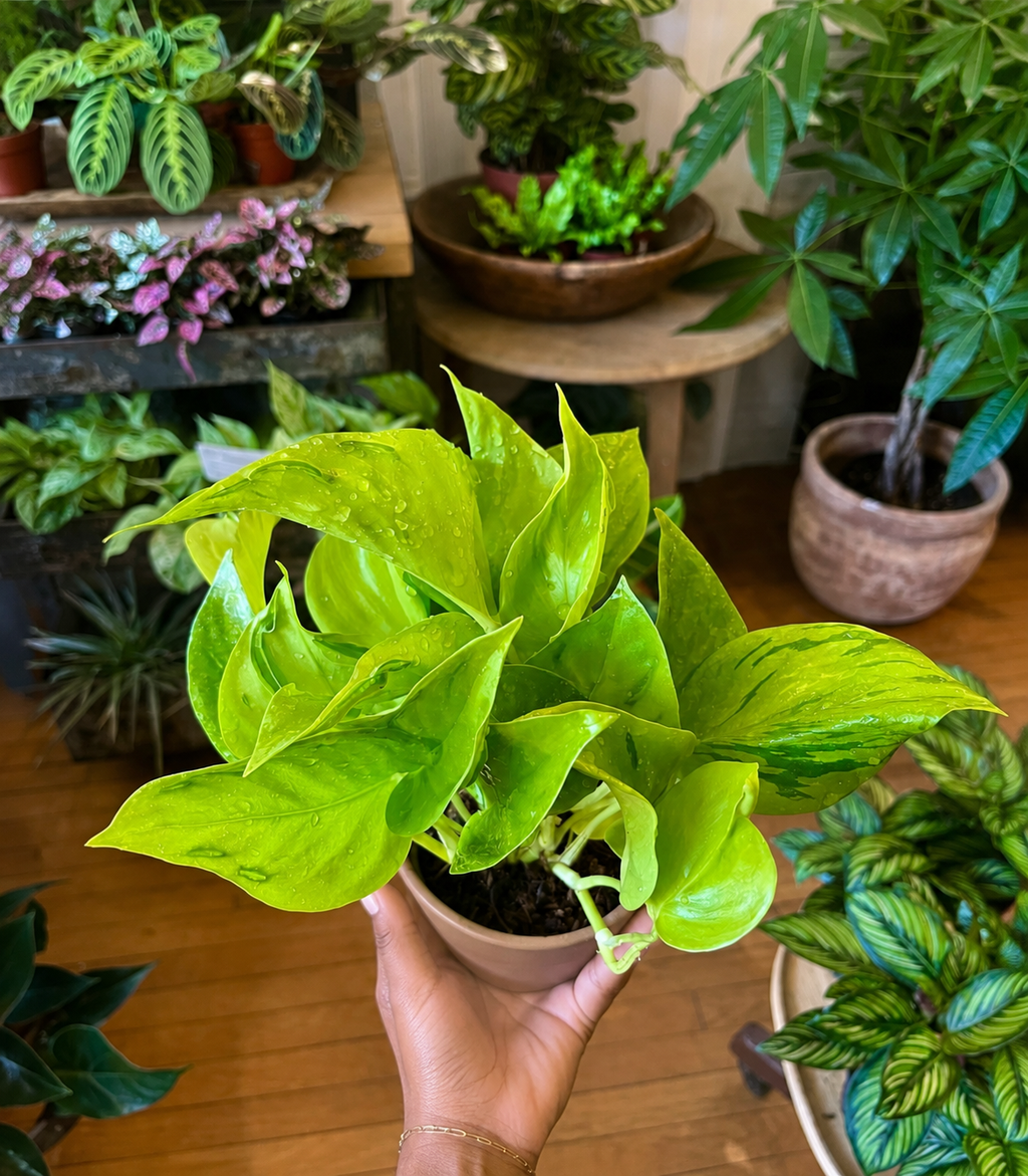 Sao Paulo Pothos 6 inch