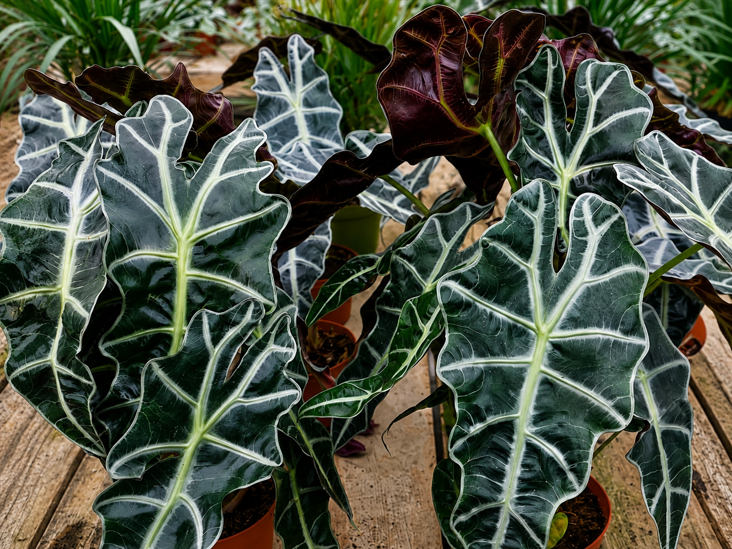 Alocasia Polly “African Mask”