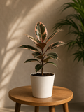 Ficus Elastica Ruby 6 inch pot