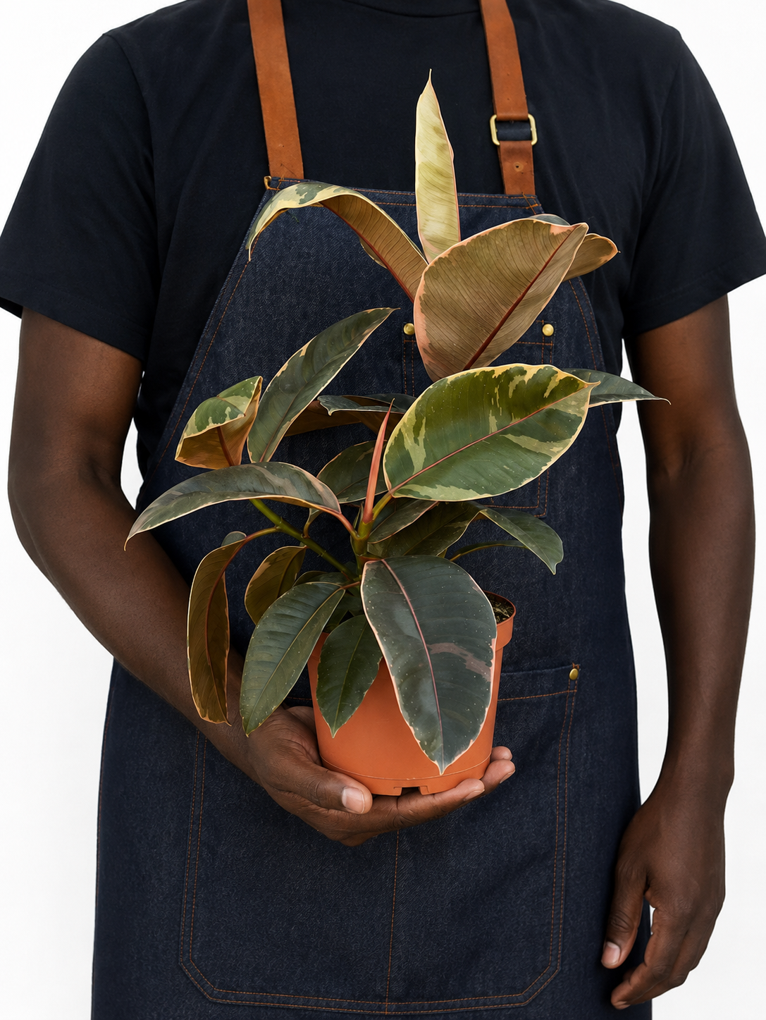 Ficus Elastica Ruby 6 inch pot