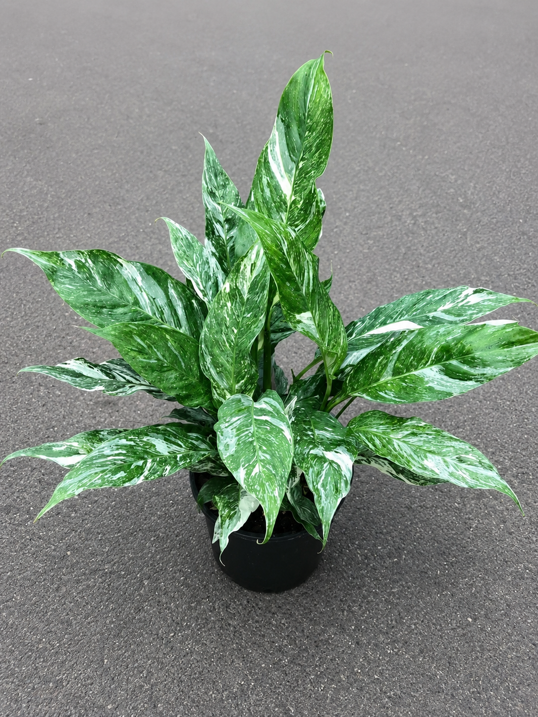 Variegated Spathiphyllum 'Domino' Peace Lily  6 inch