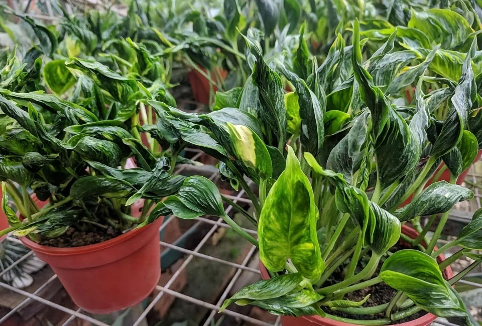 Pothos Shangri La 6 inch pot