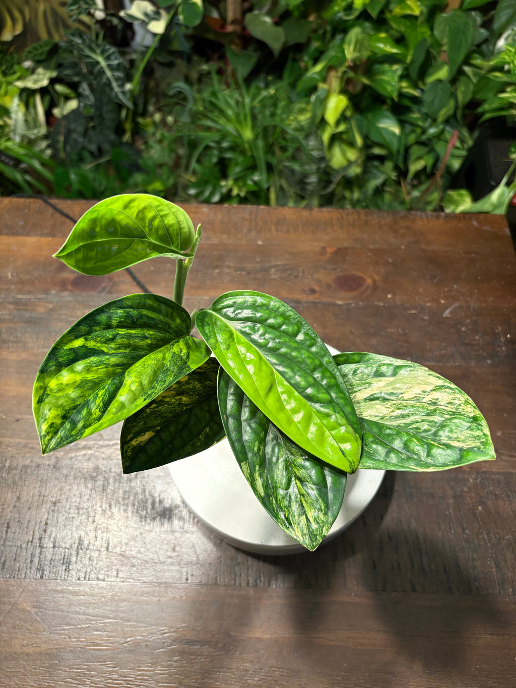 Monstera Varigated Peru 4 inch