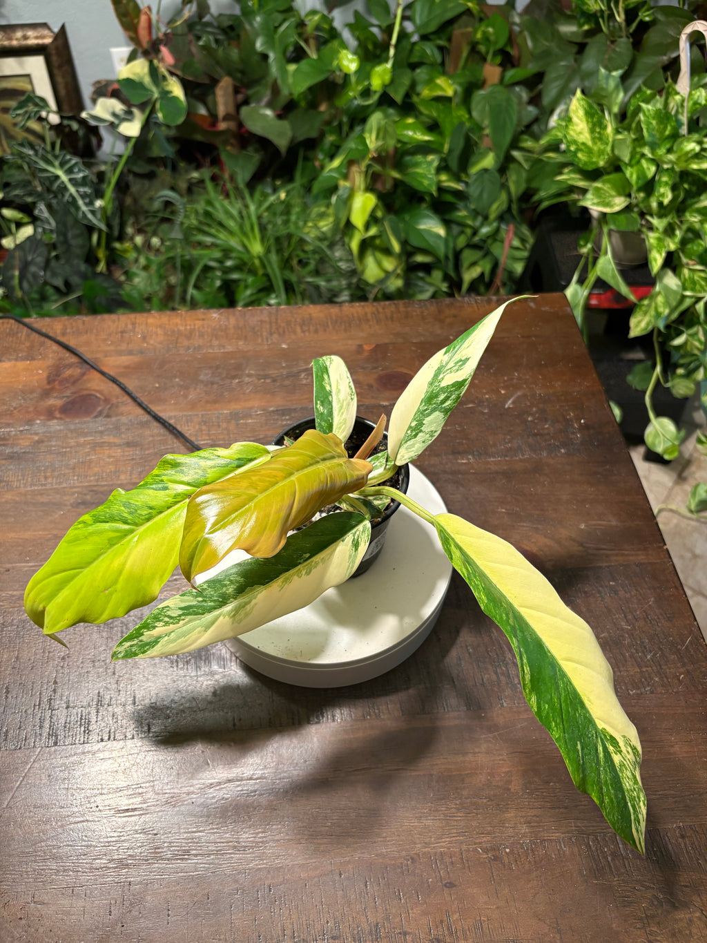 Philodendron Caramel Marble 4 inch pot