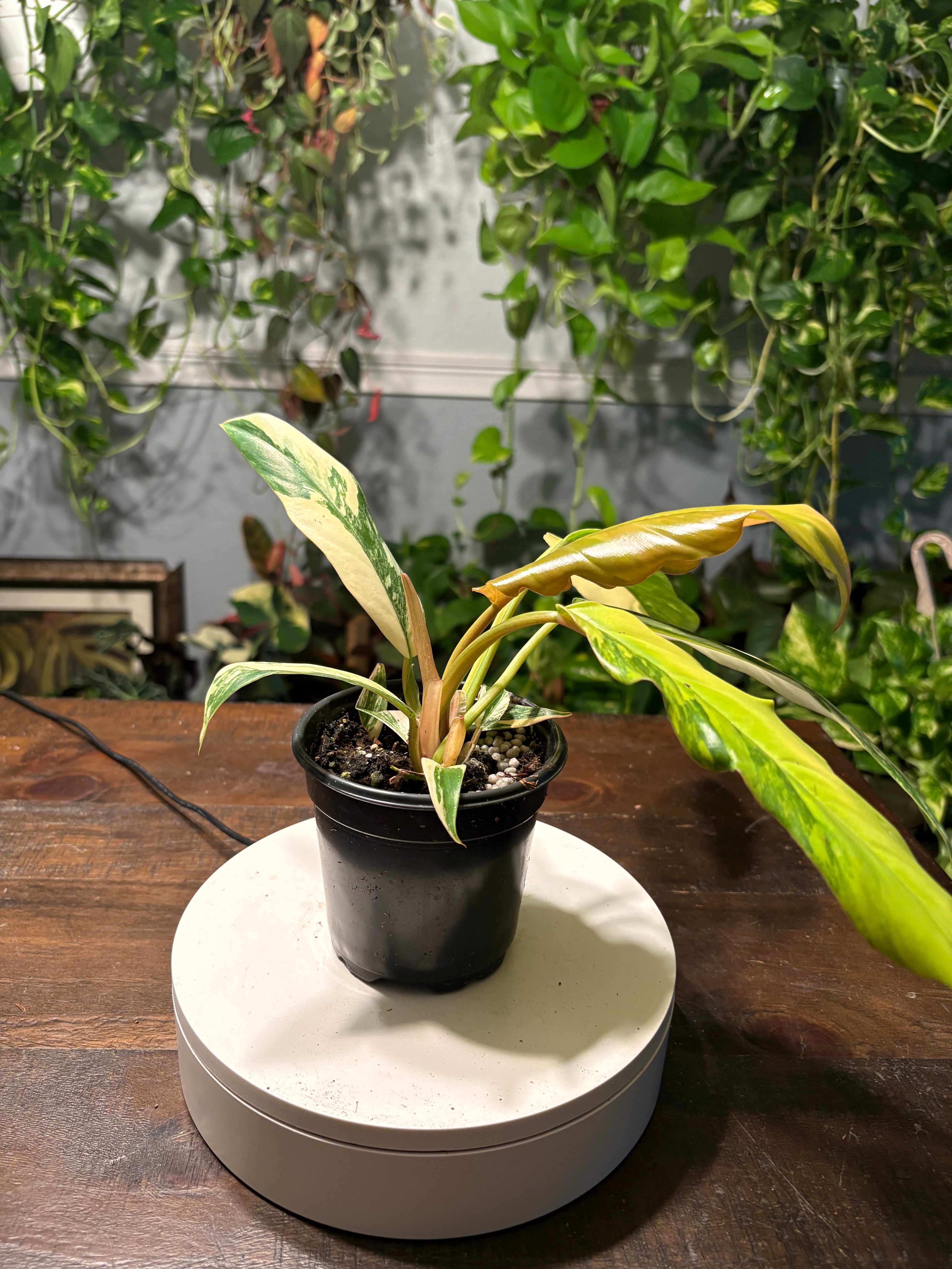 Philodendron Caramel Marble 4 inch pot