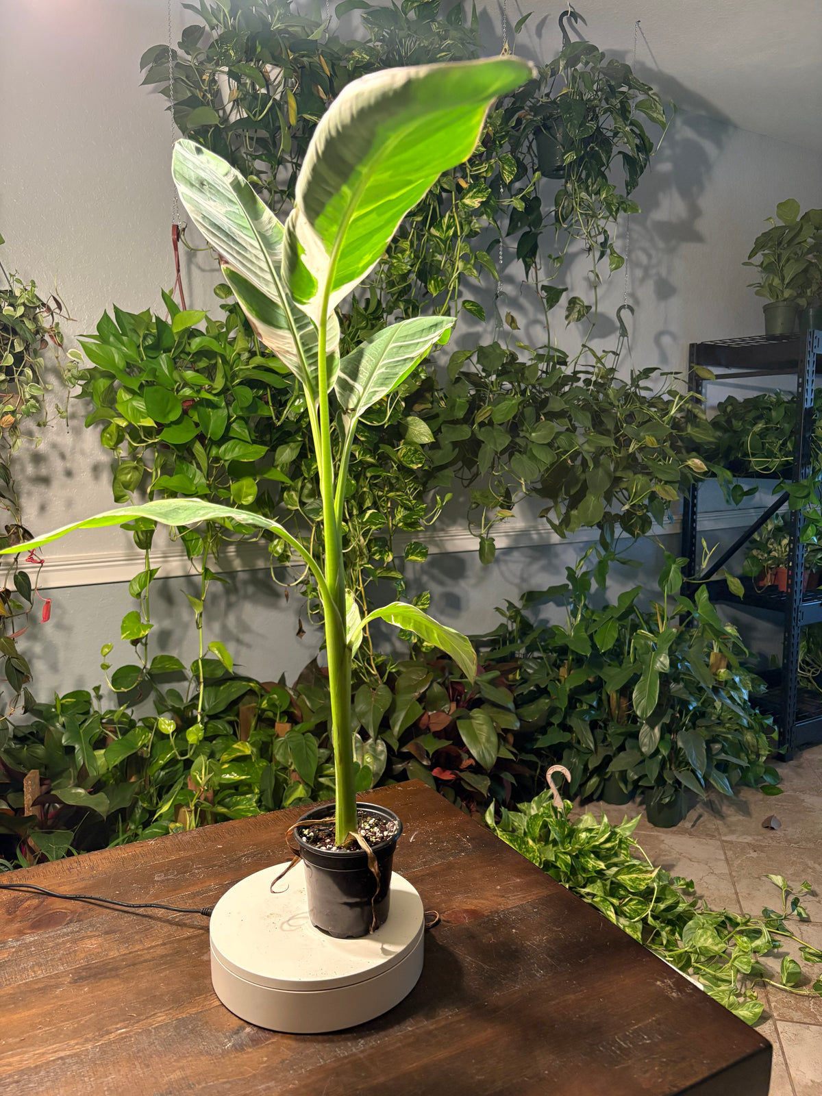 Musa “Florida” Varigated Banana Tree 4 inch