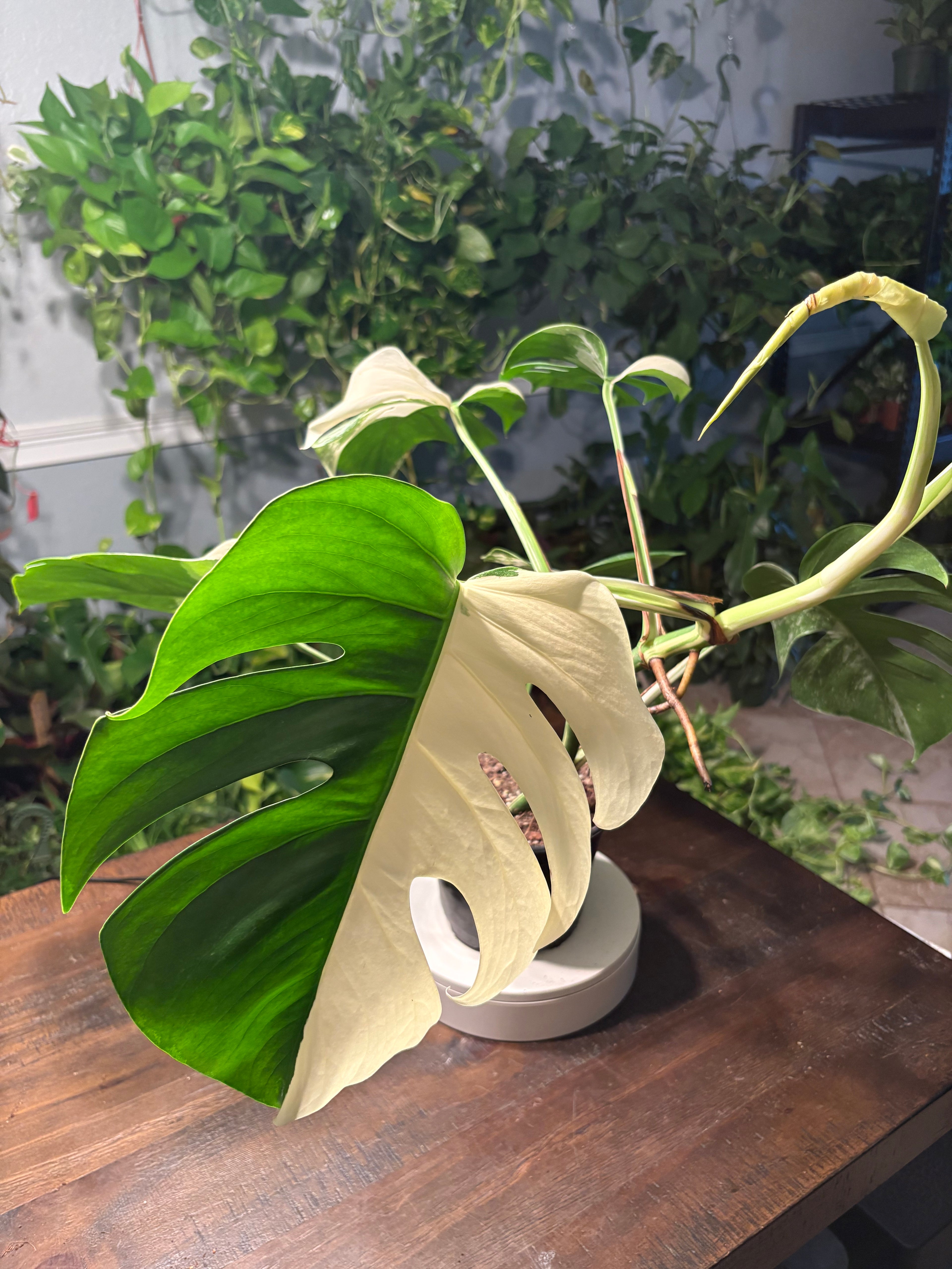Monstera Delicioso Albo Varigated 6 inch pot
