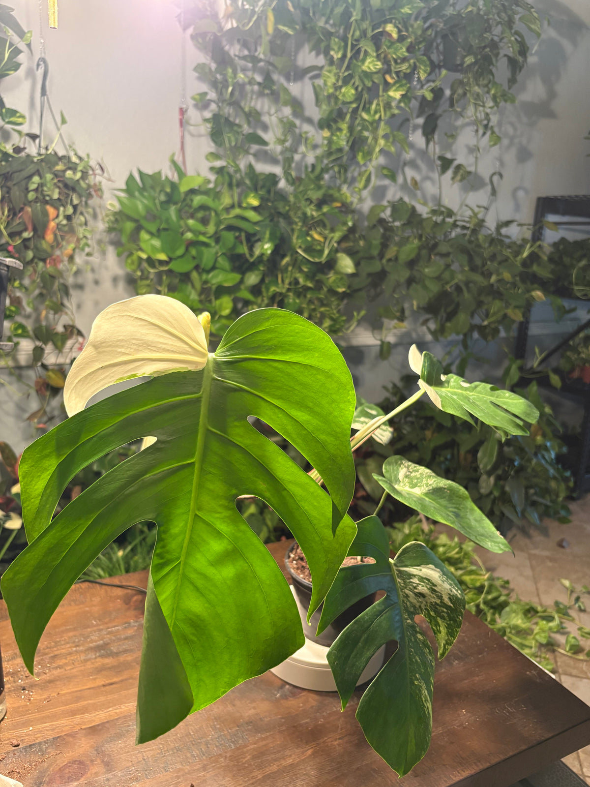 Monstera Delicioso Albo Varigated 6 inch pot