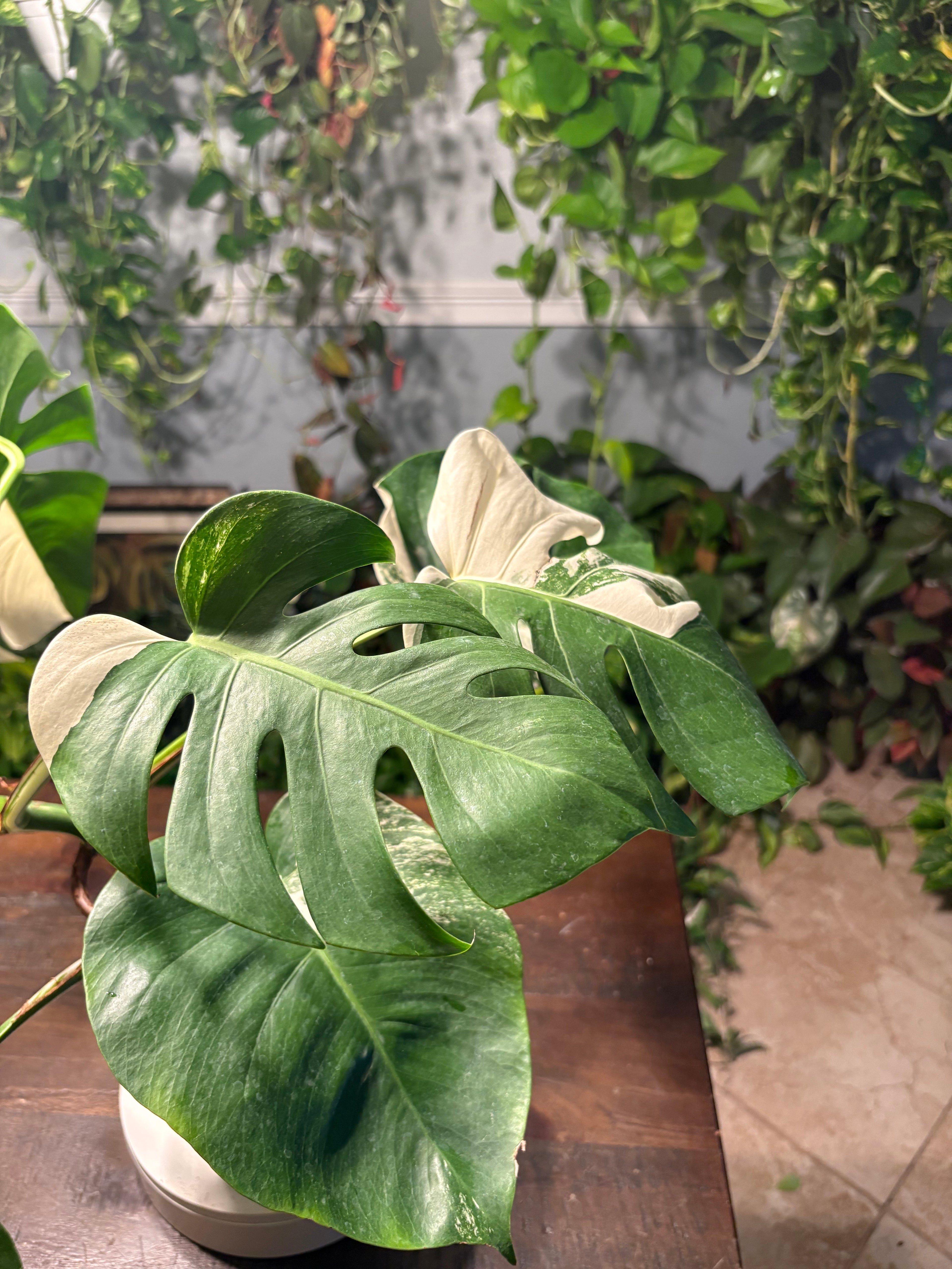 Monstera Delicioso Albo Varigated 6 inch pot