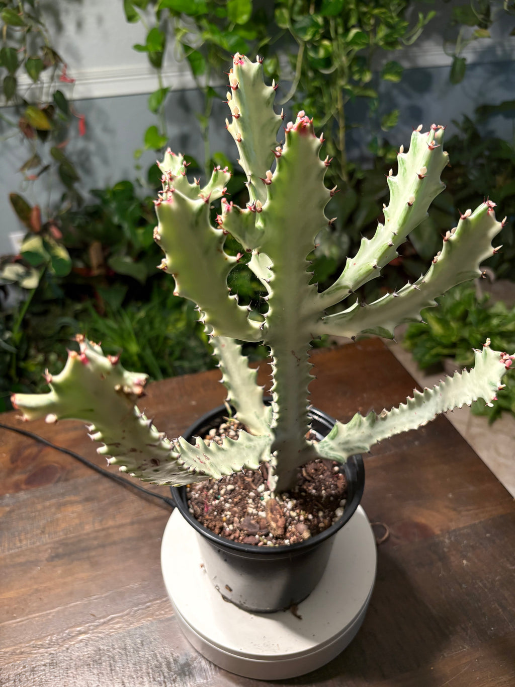 White Ghost Cactus 6 inch