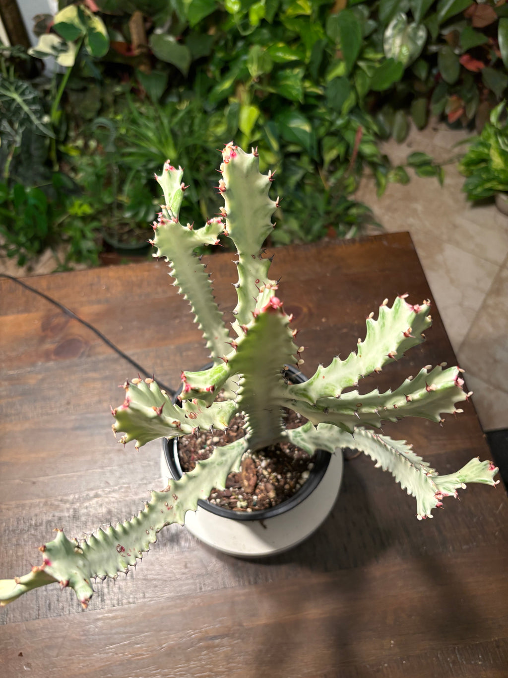 White Ghost Cactus 6 inch