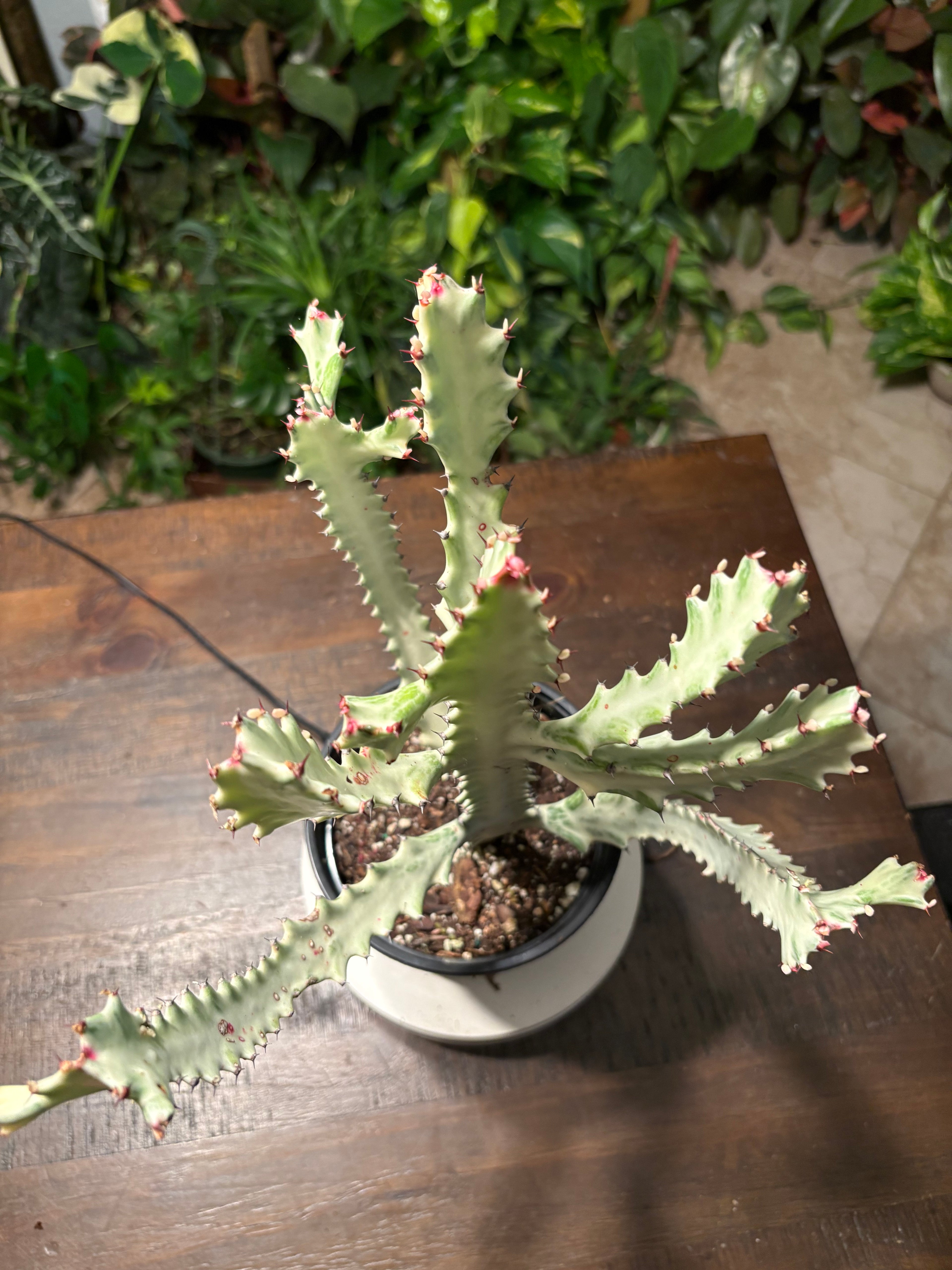 White Ghost Cactus 6 inch