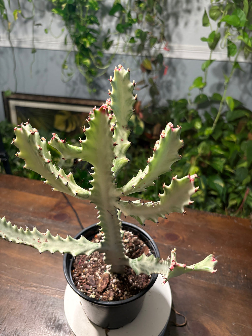 White Ghost Cactus 6 inch