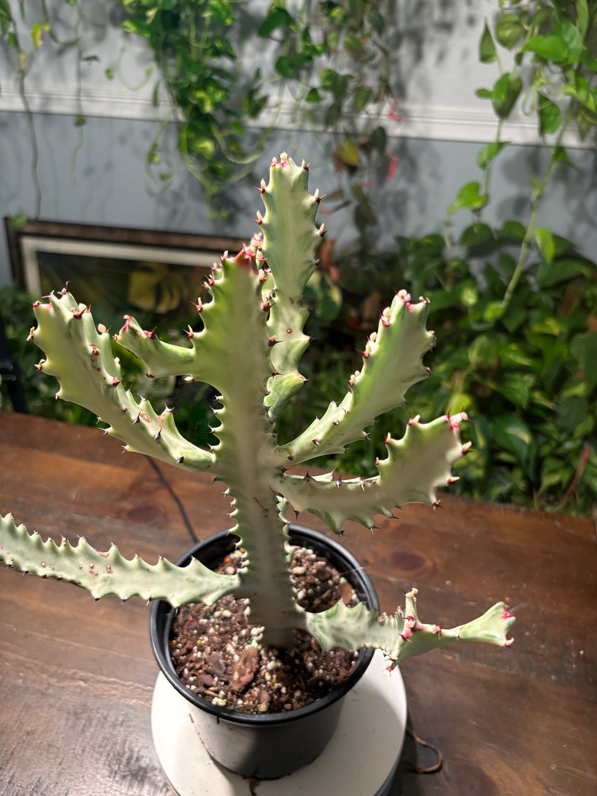 White Ghost Cactus 6 inch
