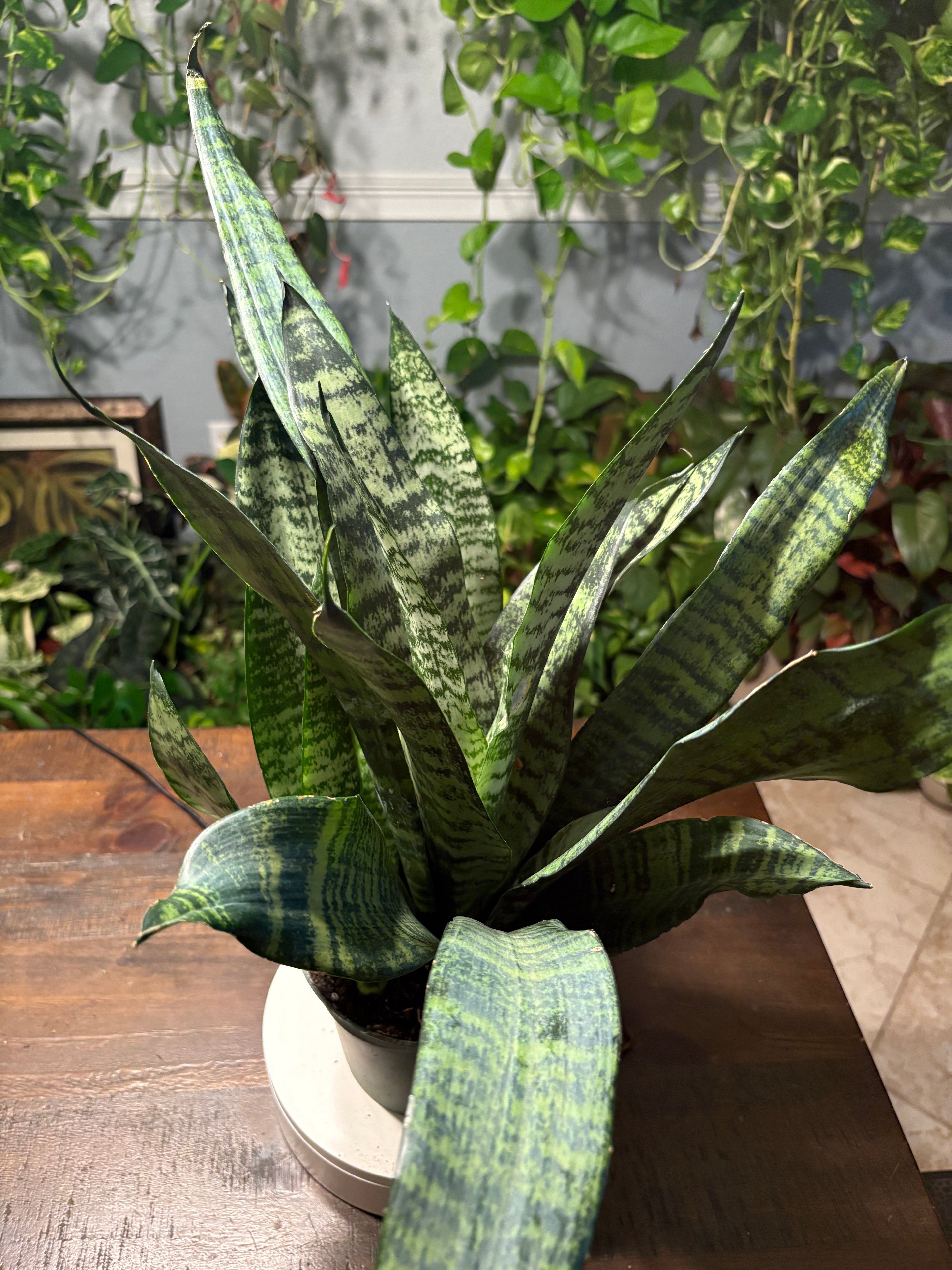 Snake Plant Robusta 6 inch