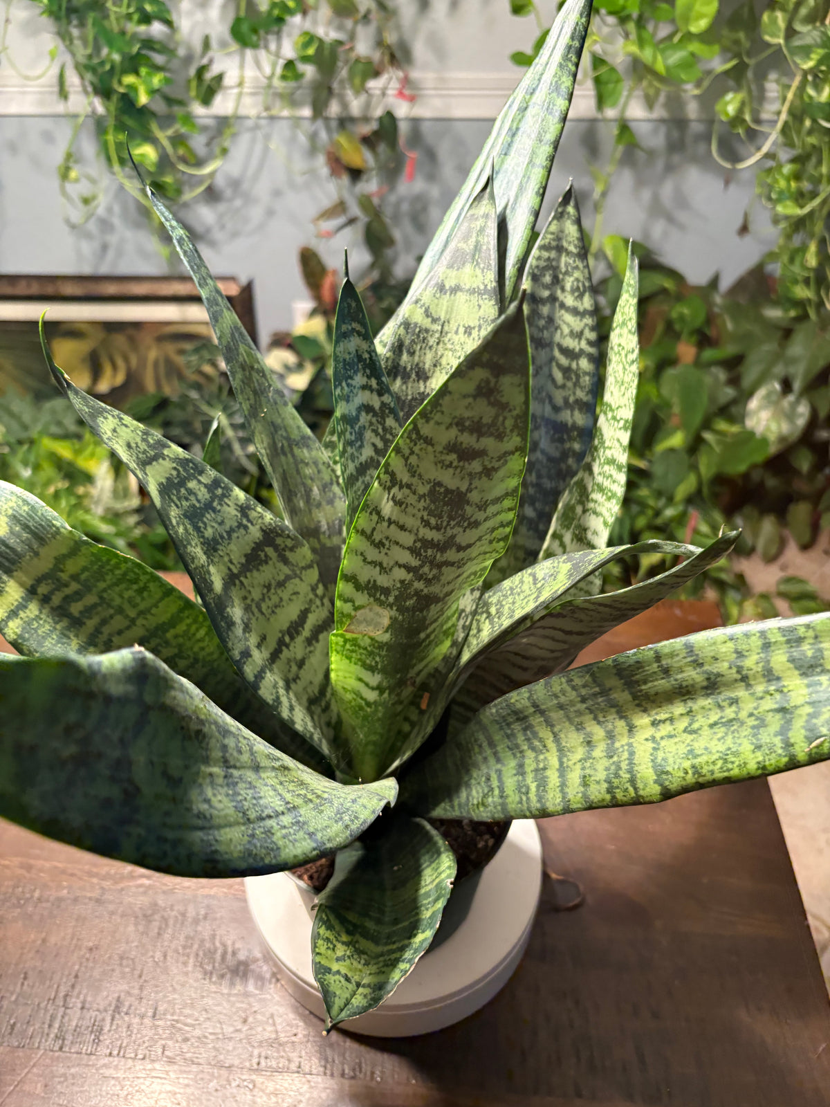 Snake Plant Robusta 6 inch