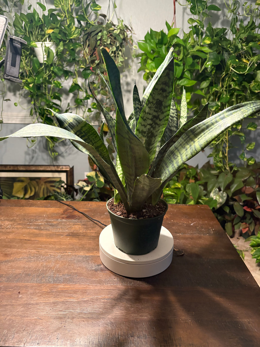 Snake Plant Robusta 6 inch