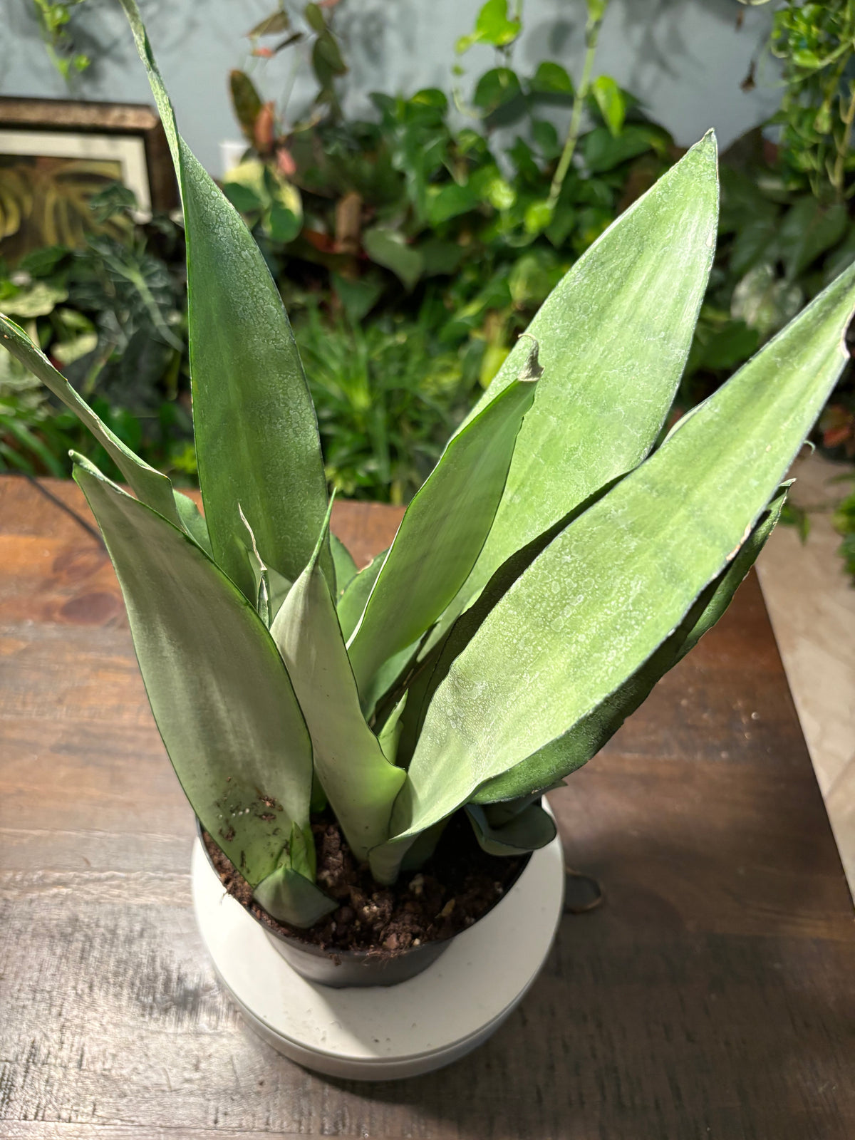 Snake Plant Moonshine  6 inch
