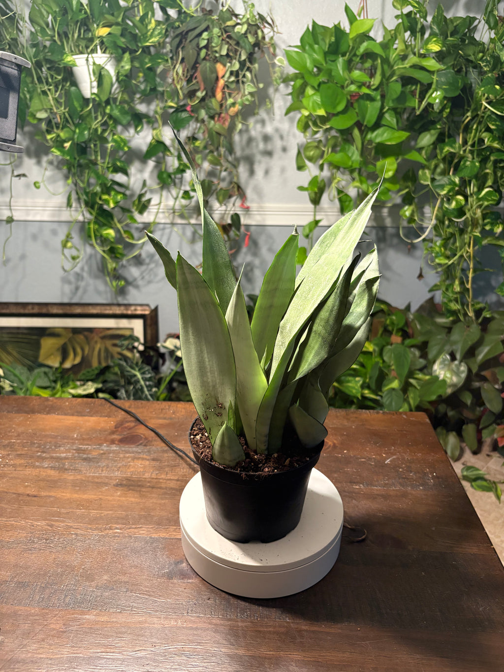 Snake Plant Moonshine  6 inch