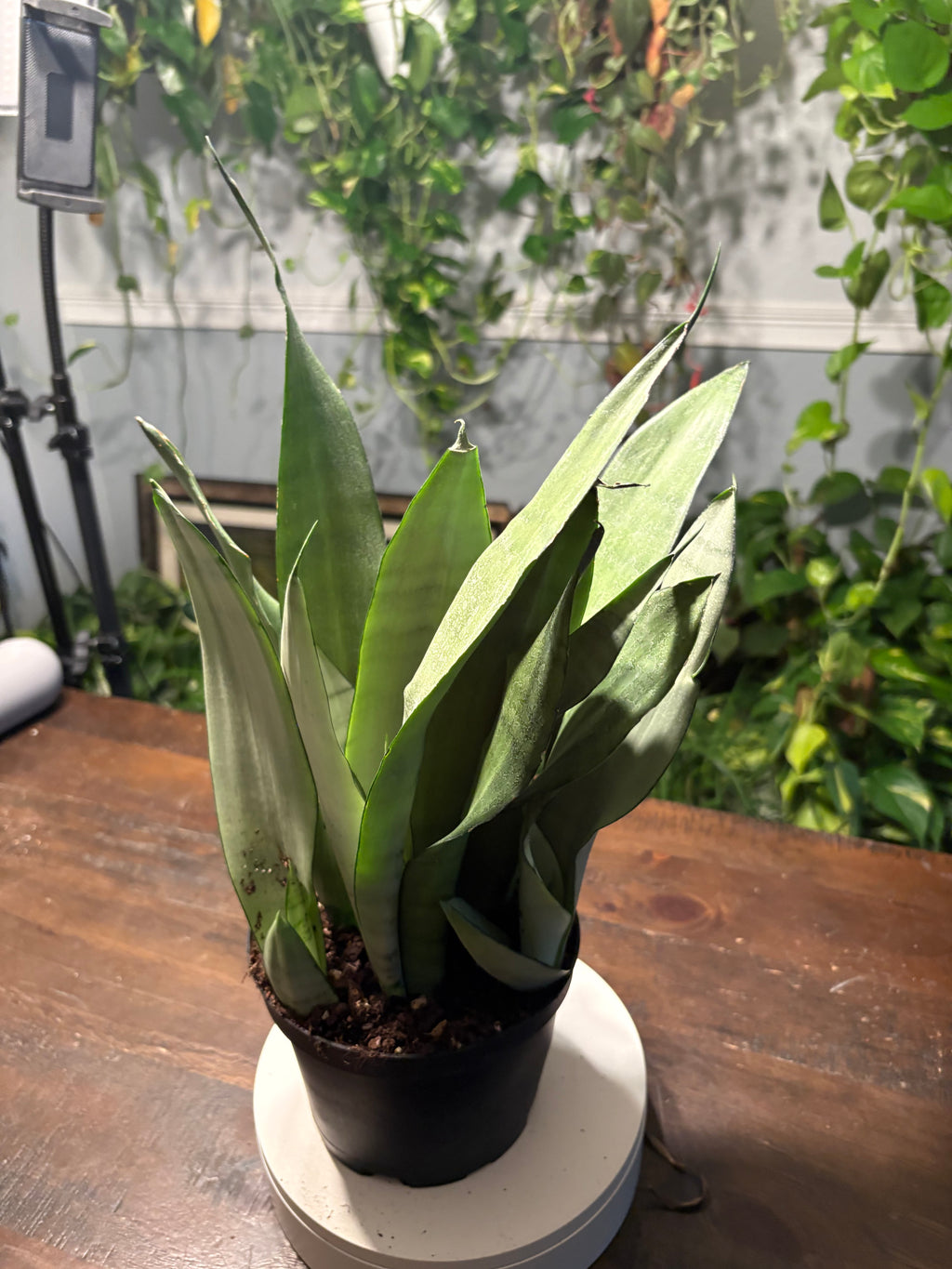 Snake Plant Moonshine  6 inch