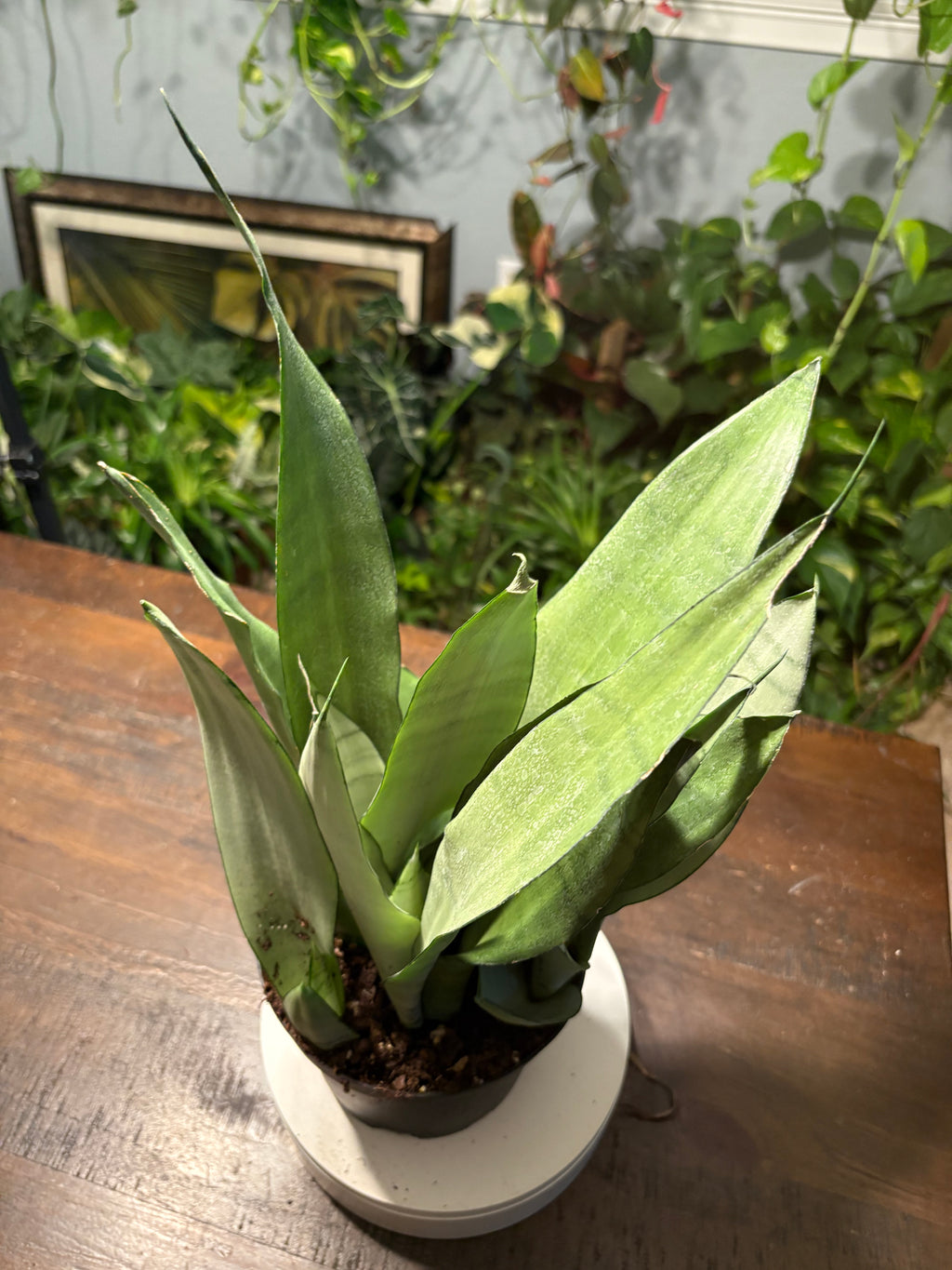 Snake Plant Moonshine  6 inch