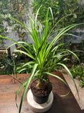 Ponytail Palm 6 inch