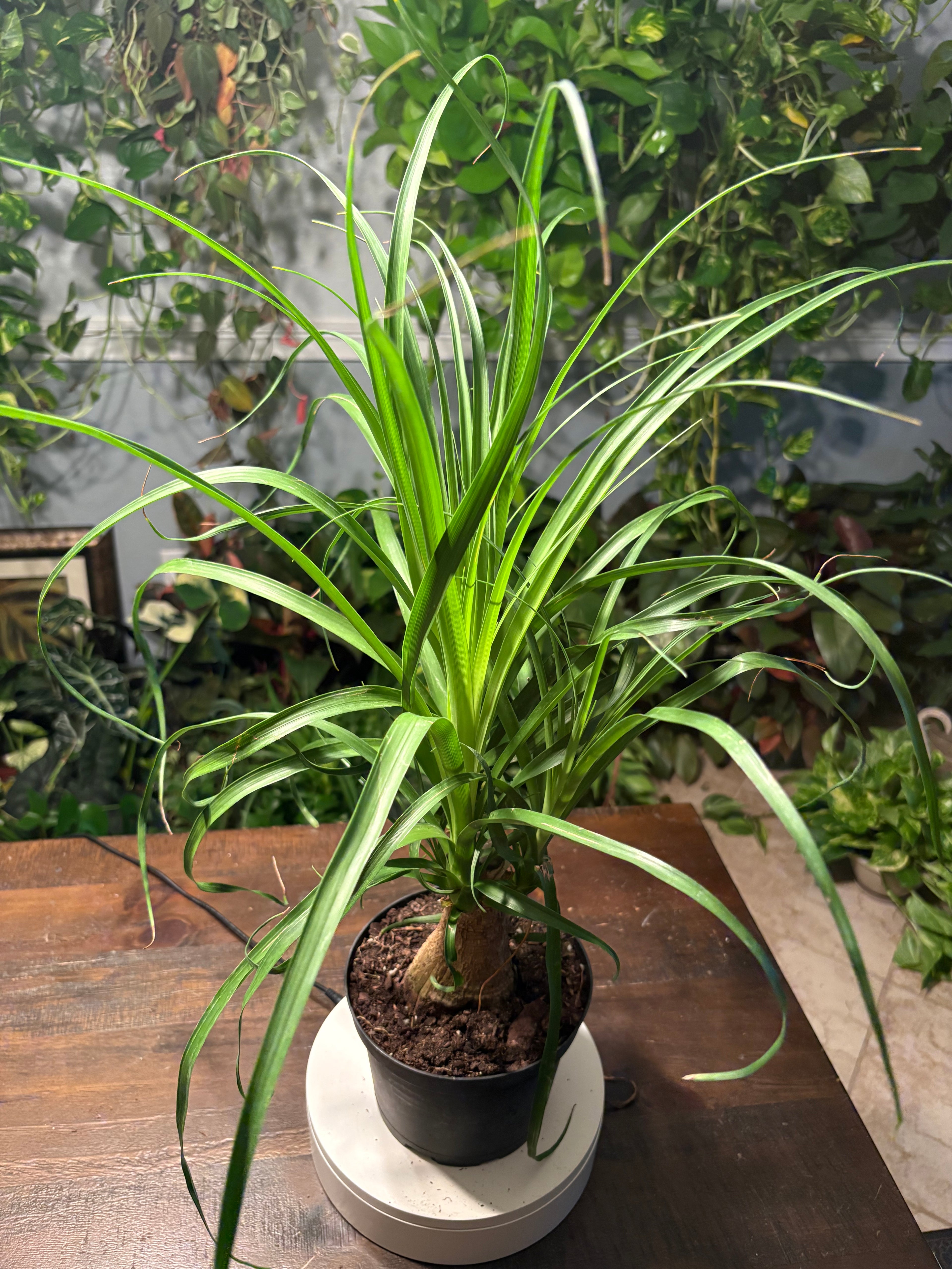 Ponytail Palm 6 inch Auction