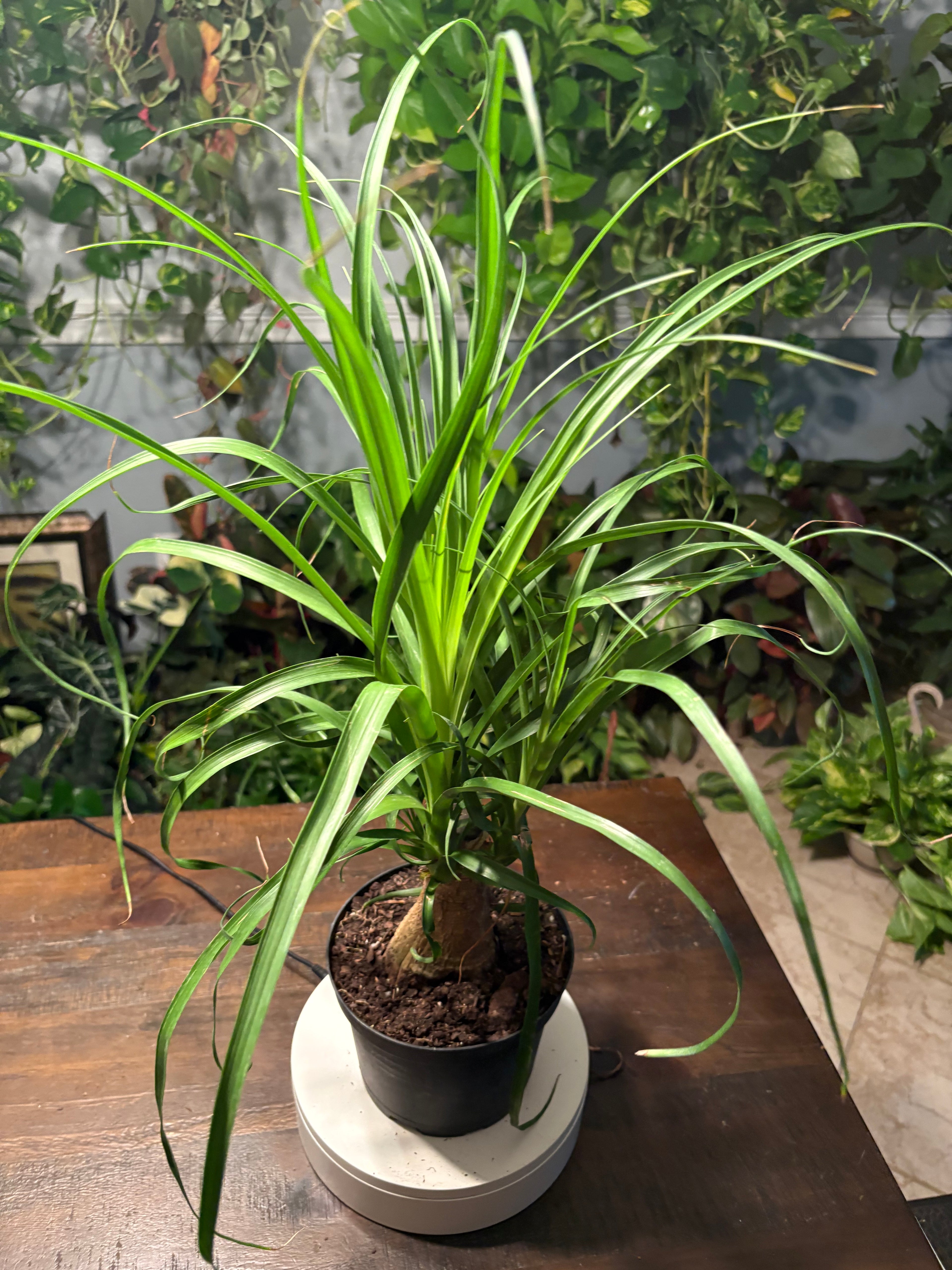 Ponytail Palm 6 inch Auction