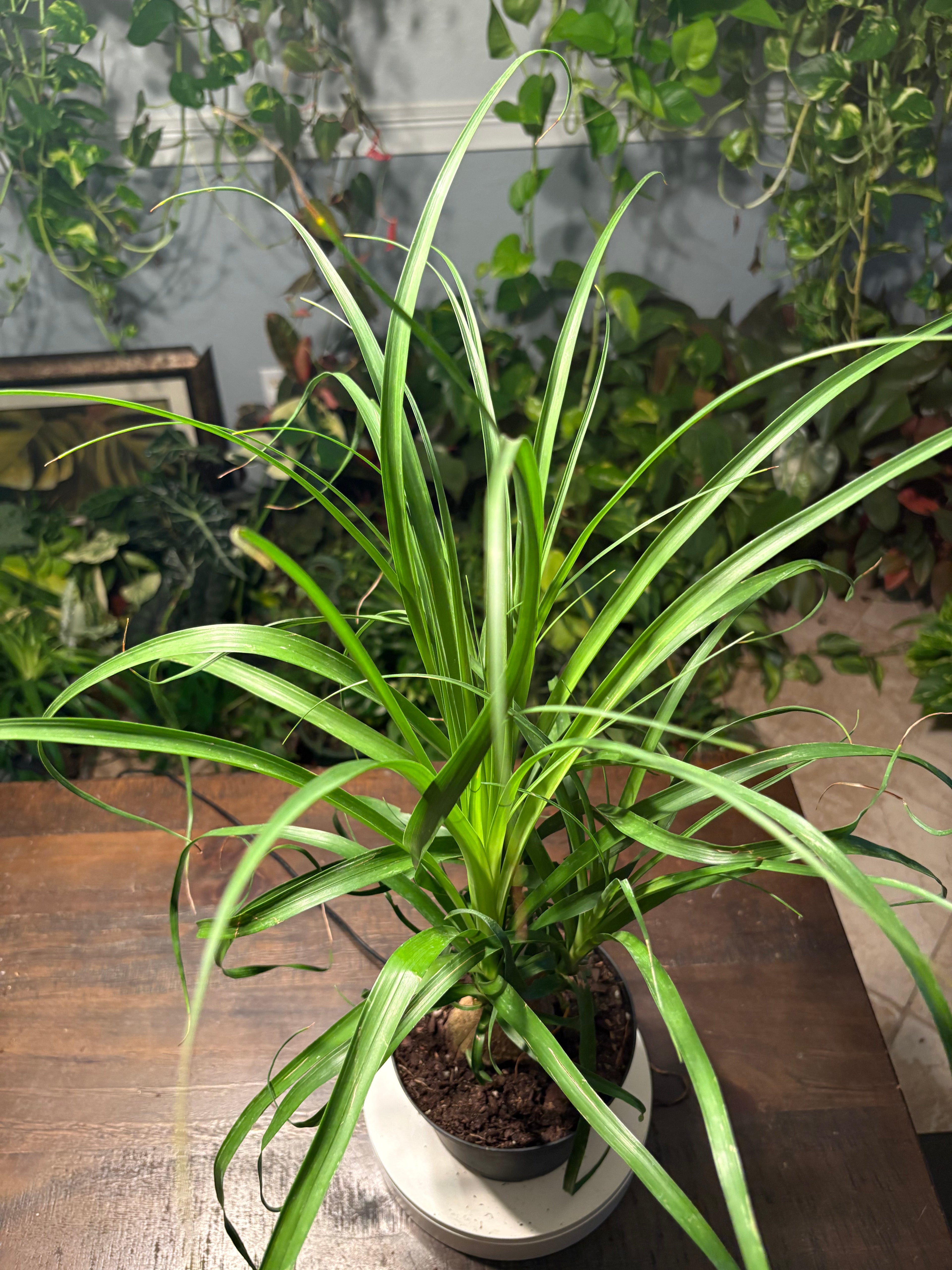 Ponytail Palm 6 inch Auction