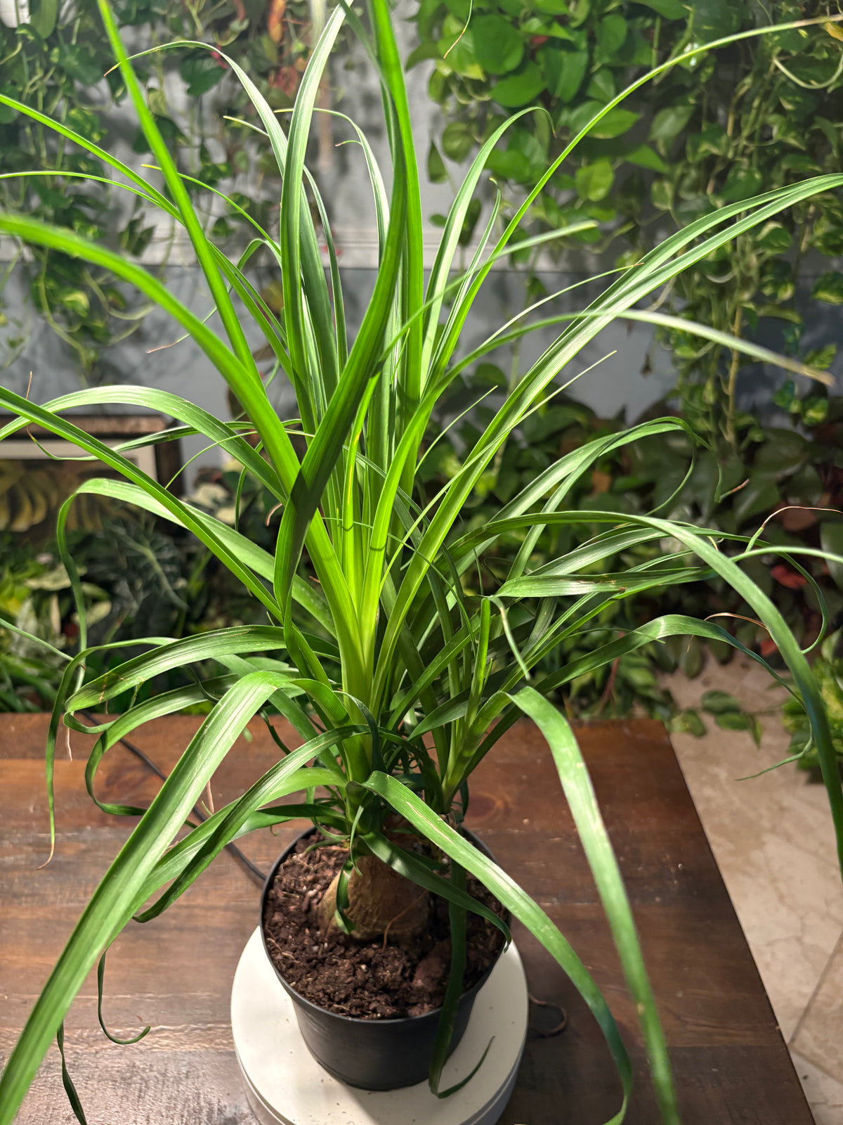 Ponytail Palm 6 inch Auction