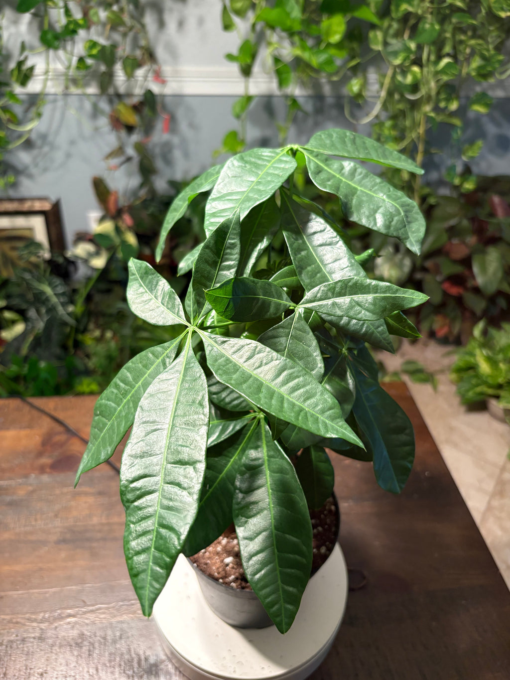 Money Tree 6 inch