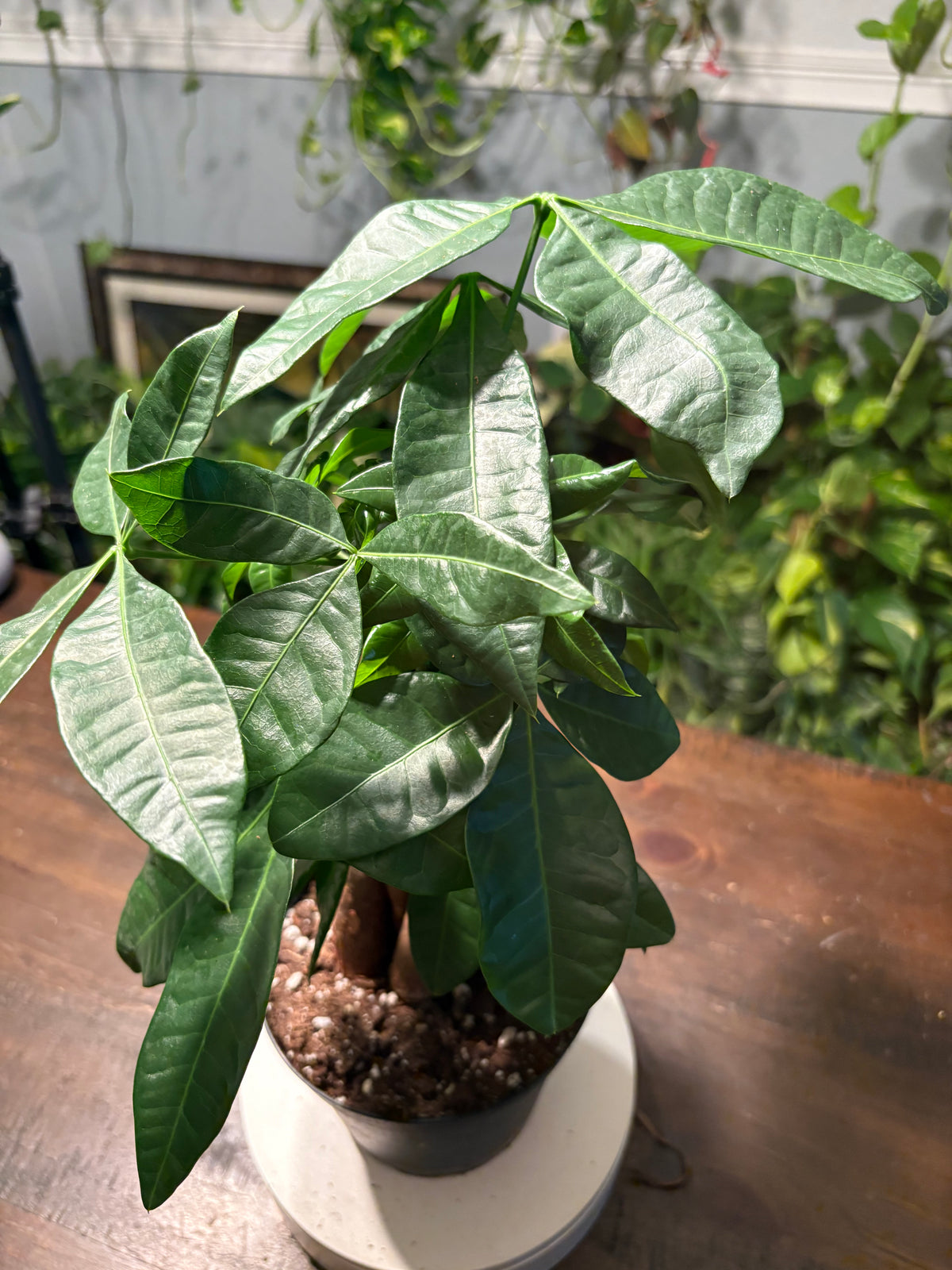Money Tree 6 inch