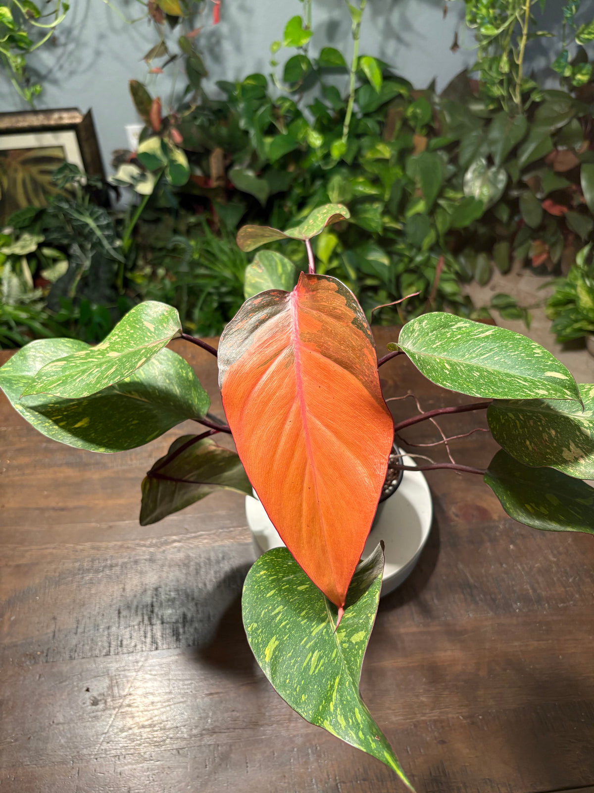 Philodendron Prince of Orange 6 inch