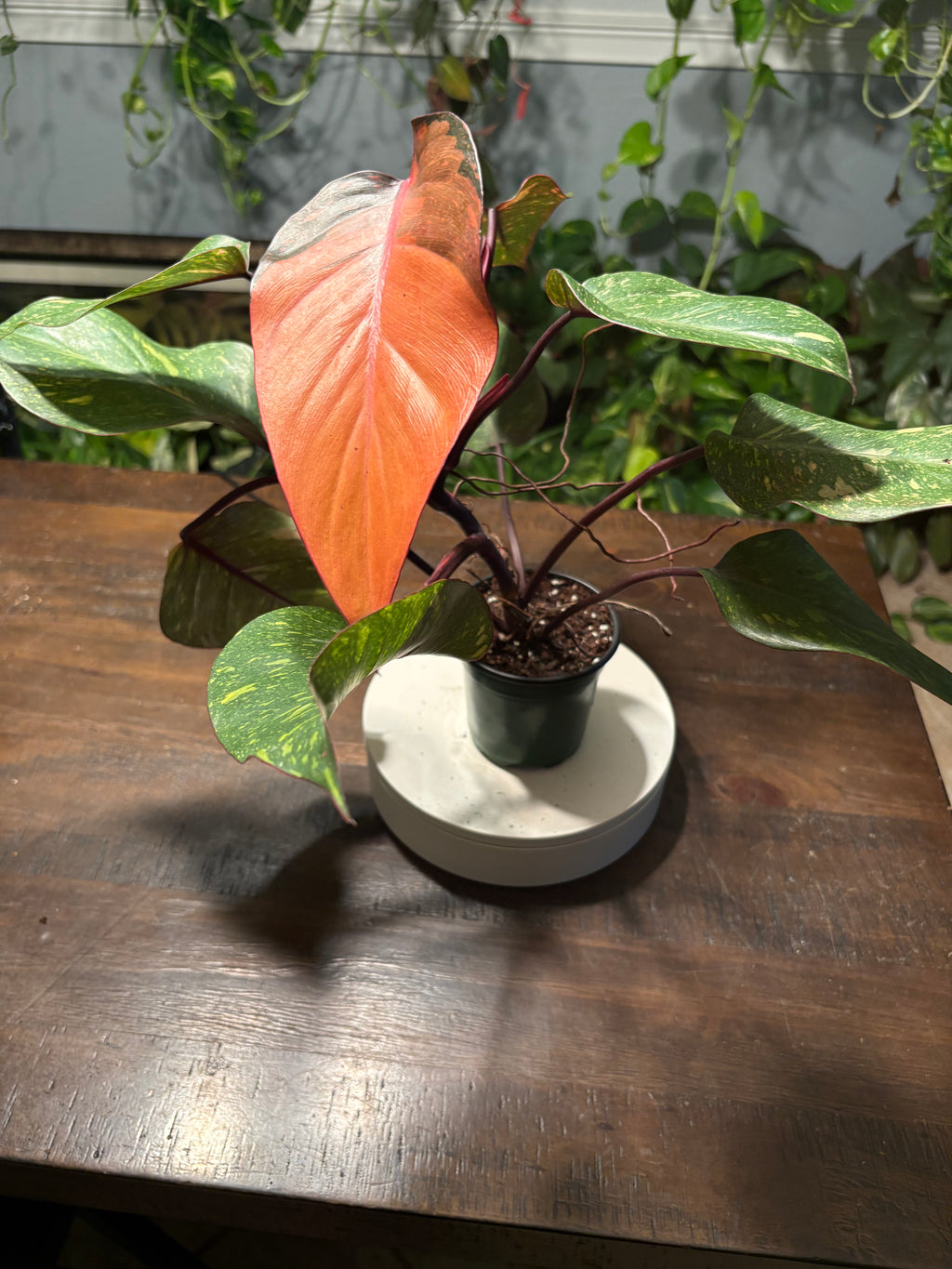 Philodendron Prince of Orange 6 inch
