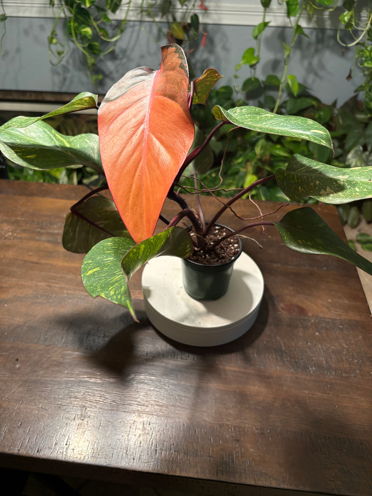 Philodendron Prince of Orange 6 inch