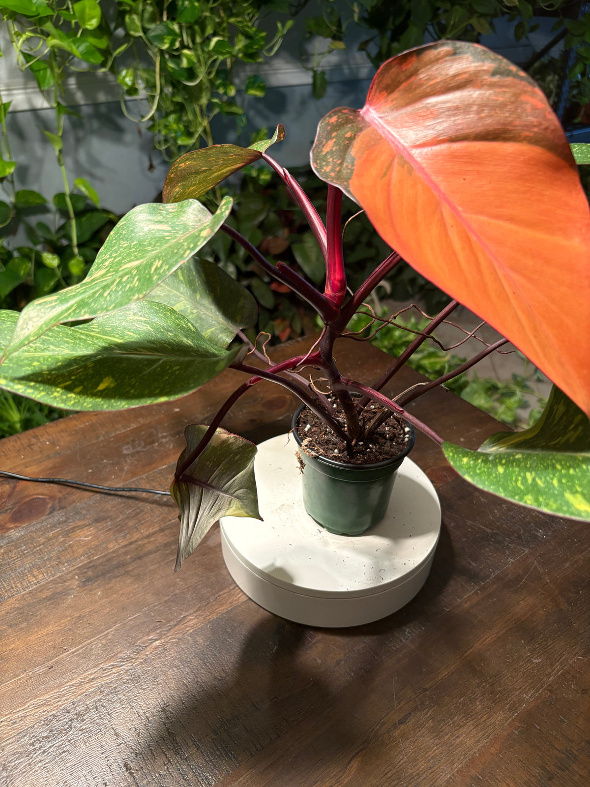 Philodendron Prince of Orange 6 inch