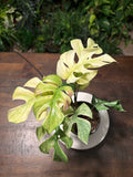 Monstera White Monster 6 inch
