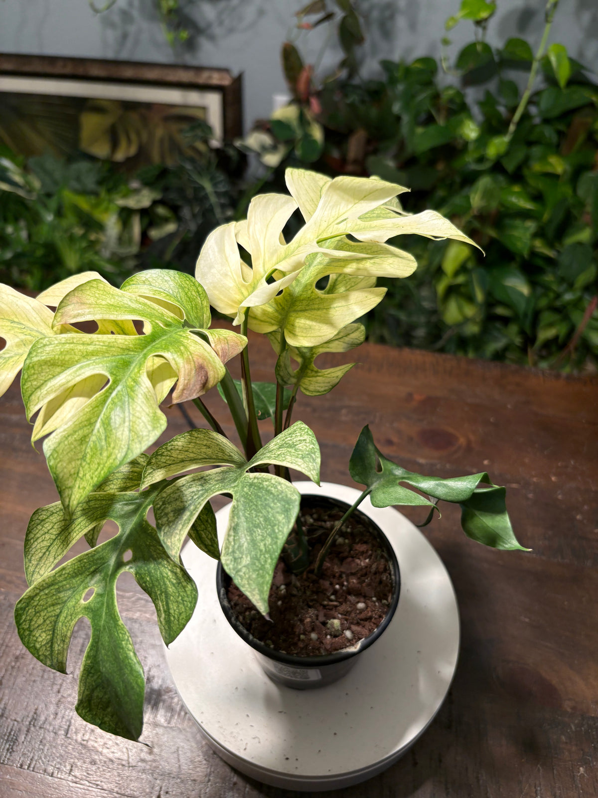 Monstera White Monster 6 inch
