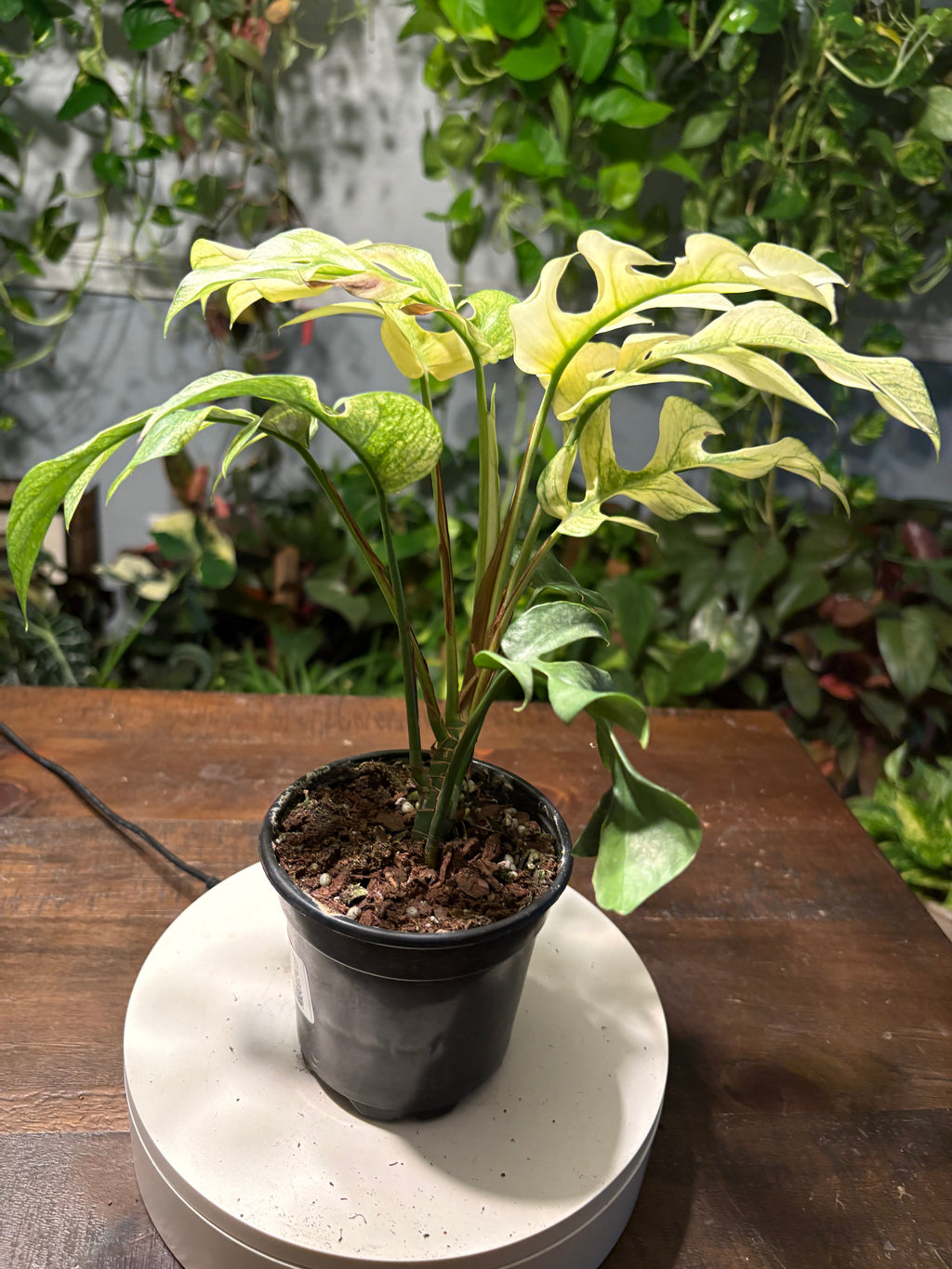 Monstera White Monster 6 inch