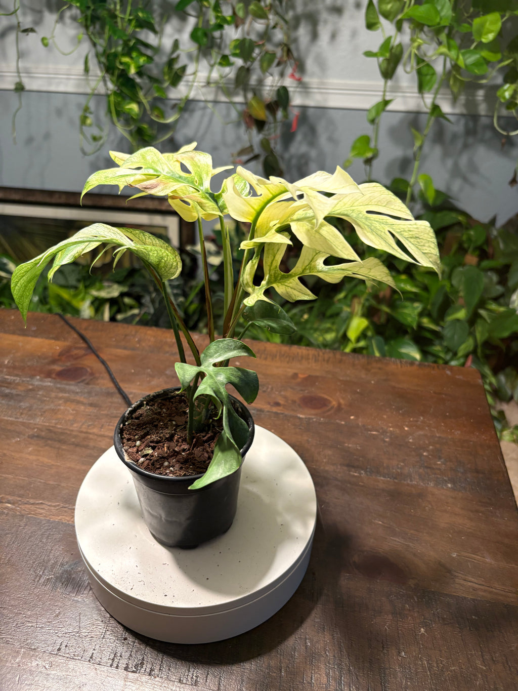 Monstera White Monster 6 inch
